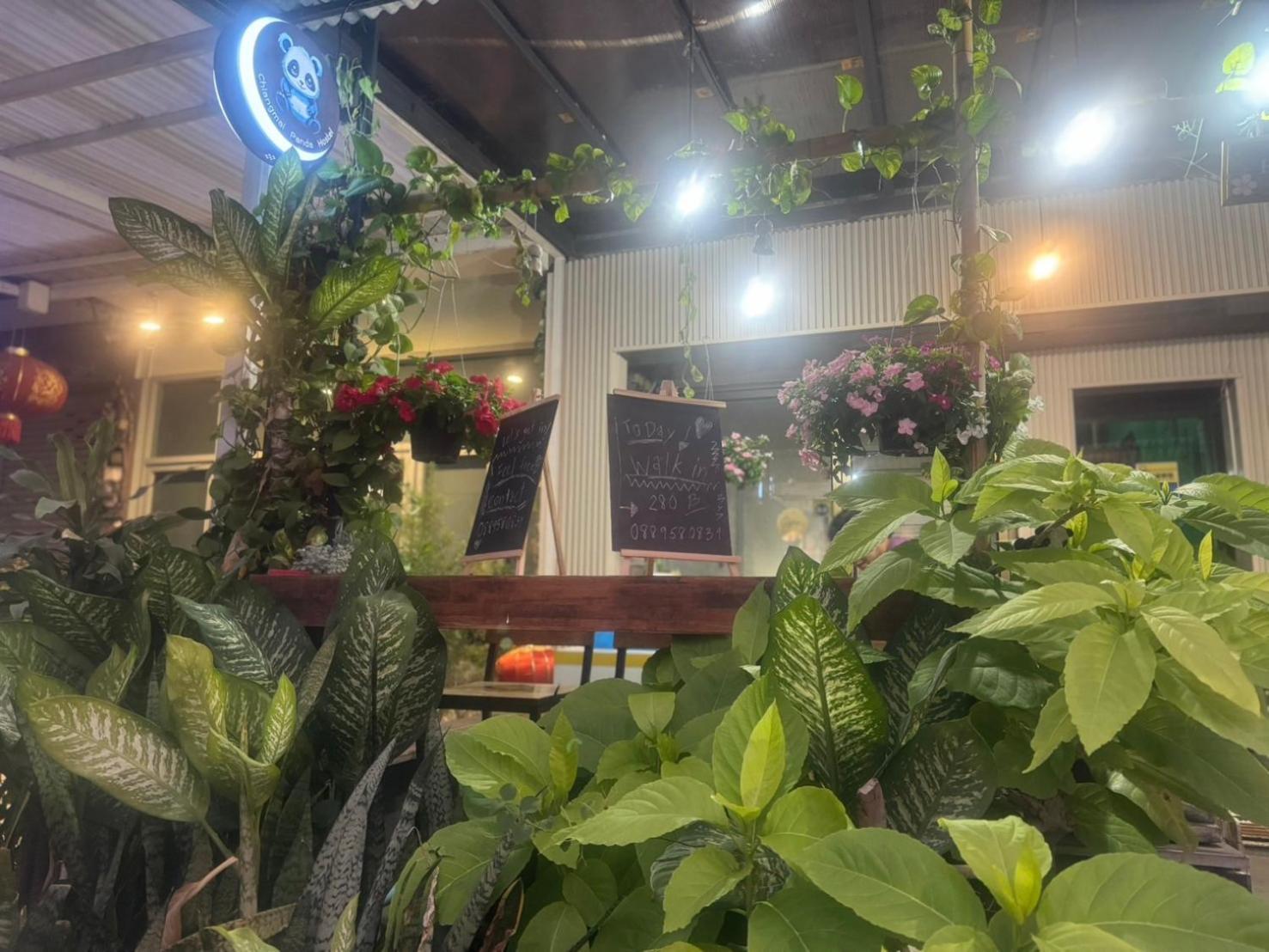 Chiang Mai Panda Hostel Εξωτερικό φωτογραφία